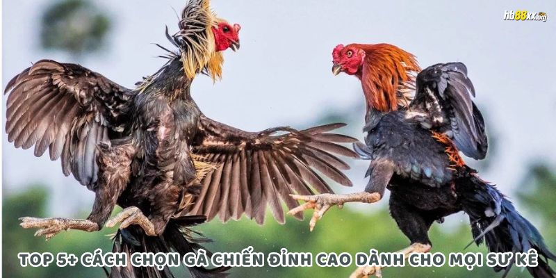 cách chọn gà chiến