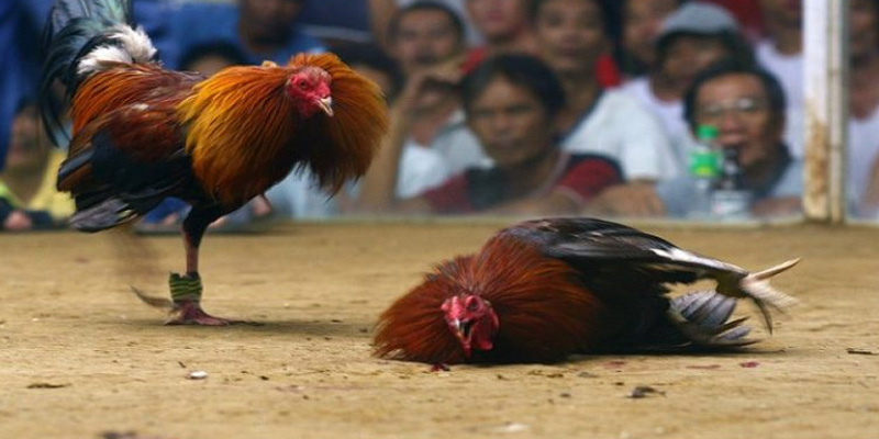 đá gà cựa dao là gì thông tin