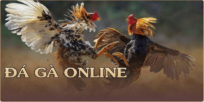 Đá gà online giới thiệu