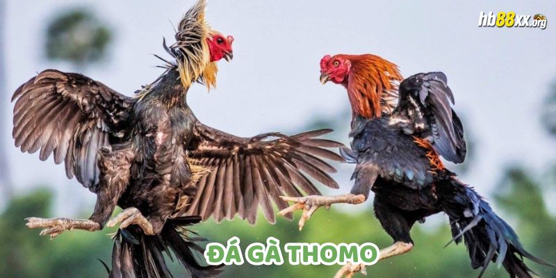 Đá gà thomo